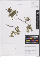 Foto von Salix breviserrata Flod.